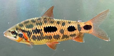 leporinus sp.strawberry